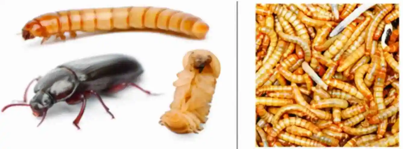 大麦虫吃什么,大麦虫成虫叫什么-柠檬ai自媒体