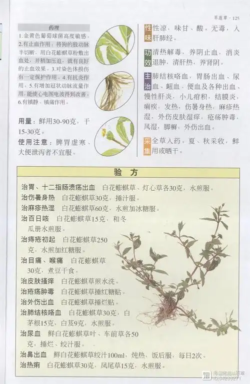 全草入药,有凉血,止血,消肿,强壮之功效.