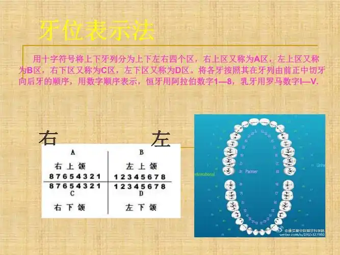 牙位表示法精编ppt课件.ppt