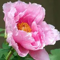 女人微信头像带来好运花朵【点击鼠标右键下载】