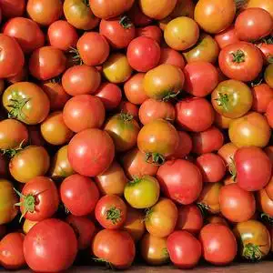 海阳小西红柿黄金酸甜比例河田季孕妇宝宝番茄味道浓郁戴安娜