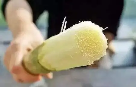 "甘蔗男"是什么梗