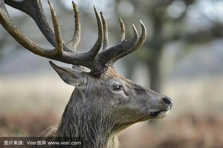 美丽的马鹿鹿埃拉弗斯雄伟的鹿角在秋天秋天的森林景观
