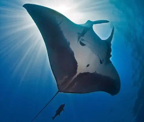 摄影师拍到罕见"魔鬼鱼":长了张外星人的脸!