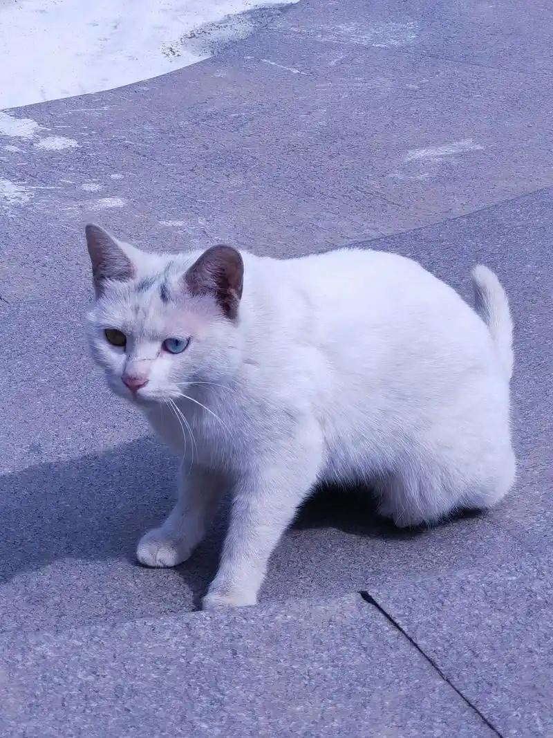 一只毛色雪白的流浪猫我的摄影日记一只眼睛蓝色一只黄色