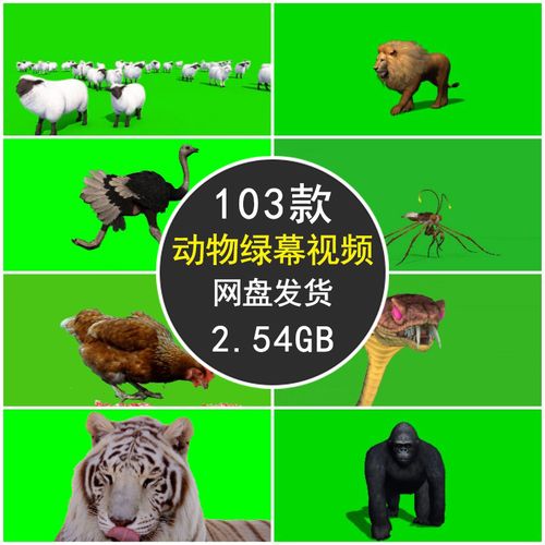 动物绿幕视频素材老虎/狮子/羊/狗/大象/蝴蝶/猩猩/蛇/鸟后期特效