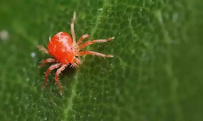 夏季虫潮来袭,教你三招打到邪恶的红蜘蛛势力!