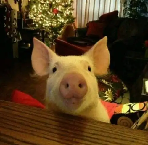 【经典】搞笑动物之猪的图片,猪的搞笑图片集锦