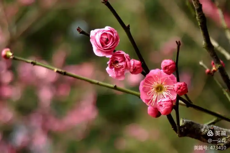 沙湖红梅,红透了半边天!
