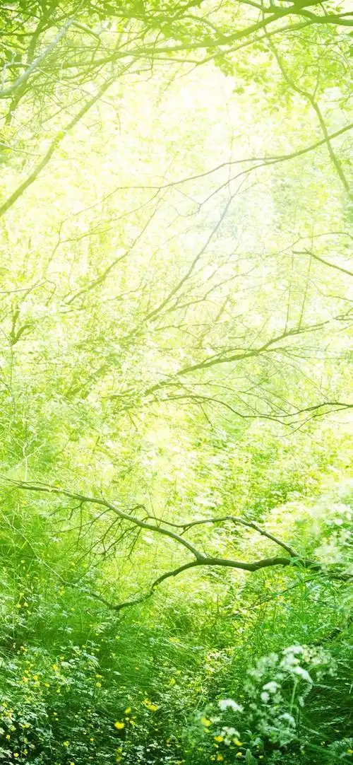 壁纸 美丽的自然,草,树木,灌木,绿色,阳光 3840x2160 uhd 4k 高清壁纸