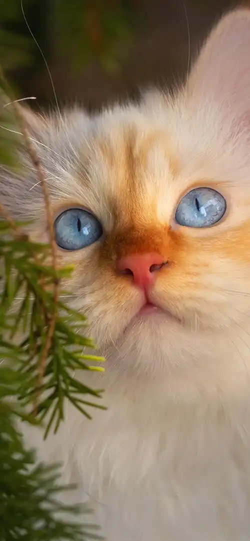 5000/512345(2人评分)所属分类:动物与鸟,猫咪标签:白色毛茸茸的小猫