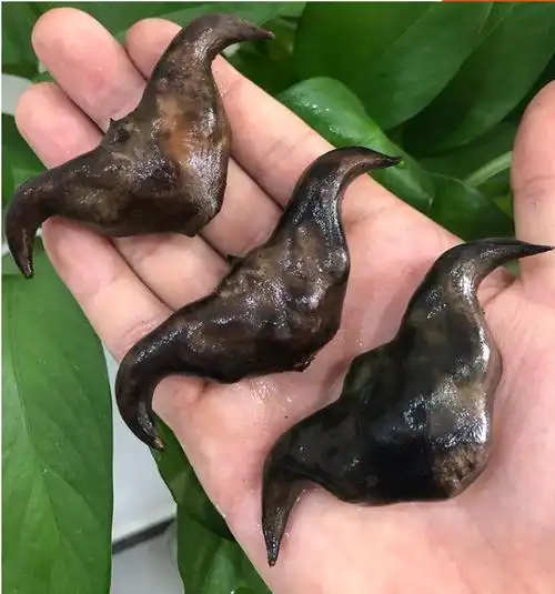 现摘洪湖新鲜菱角 老菱角 菱角米粉糯 湖北特产棱角 3斤【图片 价格