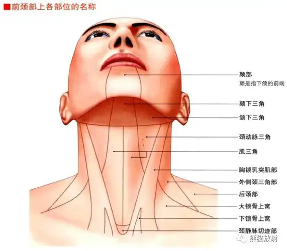 3d解剖丨头颈部颅脑