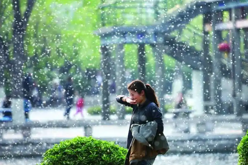 漫天柳絮会传播新冠吗?如何防止过敏?