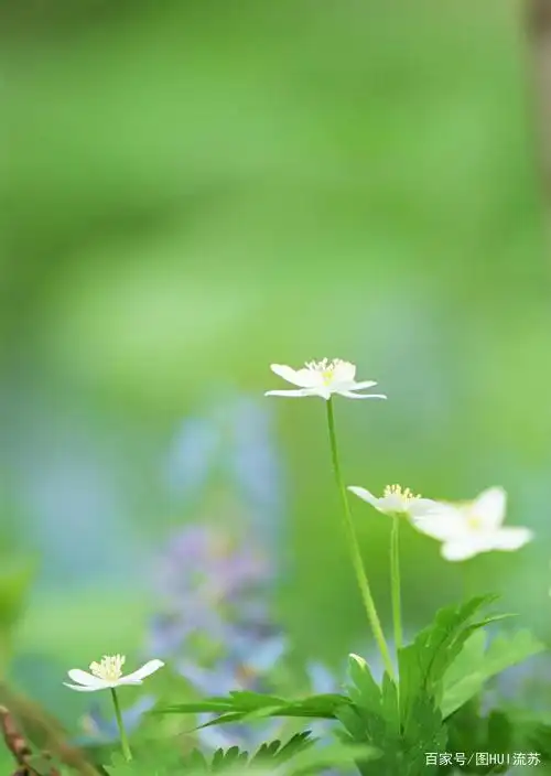 小清新系列绿色壁纸 是春天啊