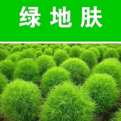 地肤菜种子扫帚菜绿叶地肤种子菜园阳台盆栽庭院绿化野菜蔬菜种子