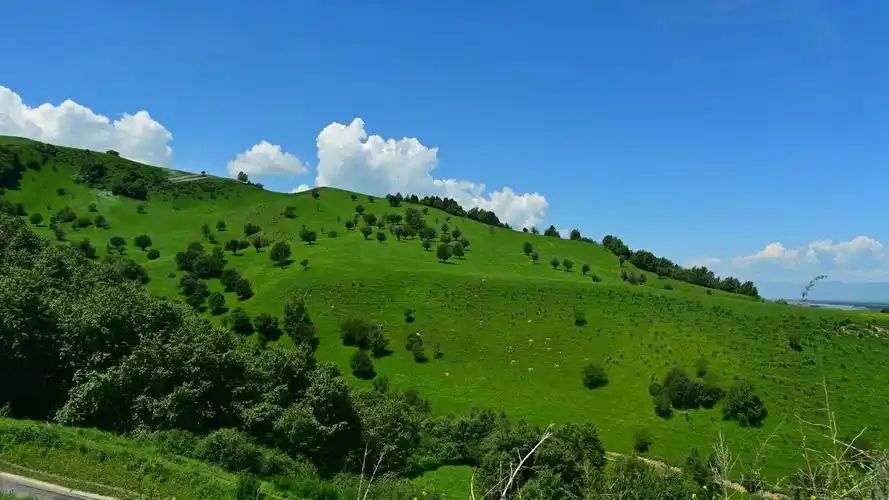 草原满布亚高山草甸植物,极其适宜放牧