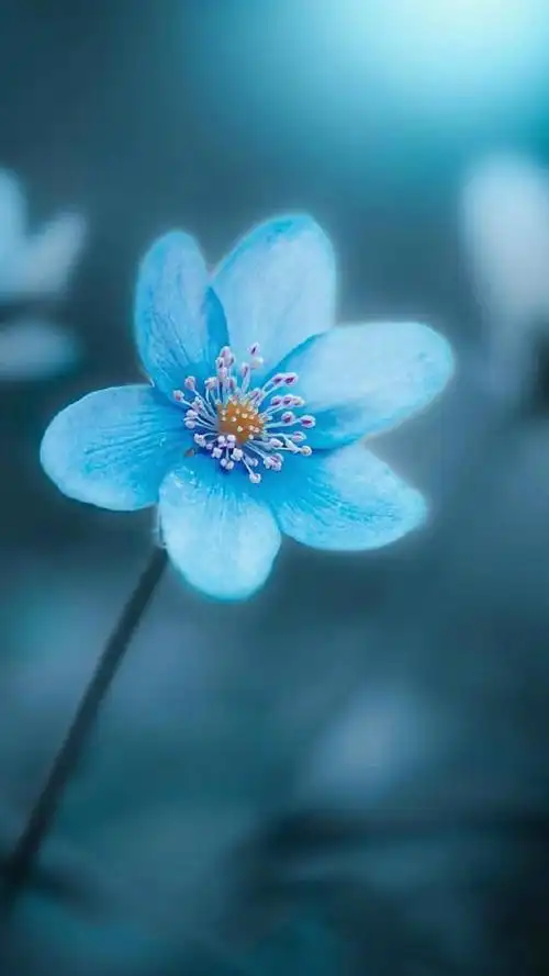 唯美意境小清新植物