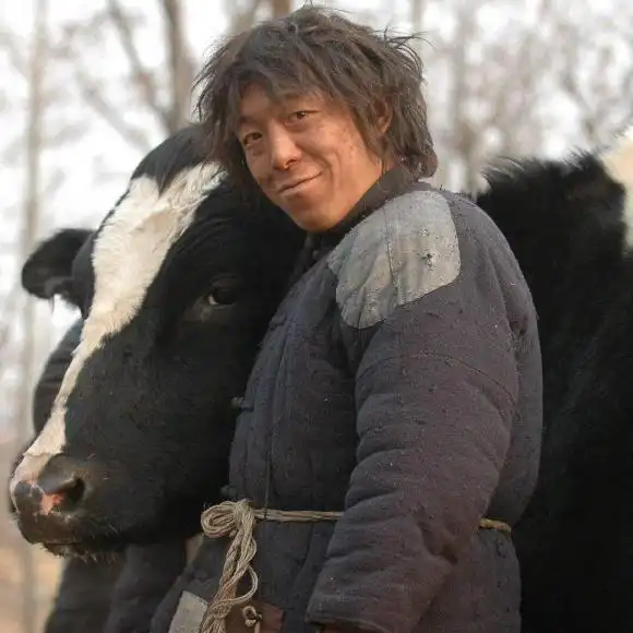 斗牛:不会藏牛的老光棍不是个好牛倌