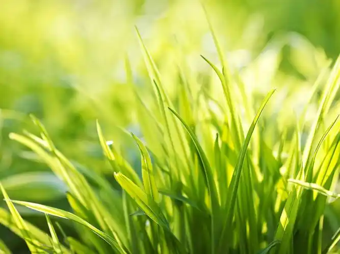 护眼,蔓草菁菁,绿色狂想曲,绿色,植物,草丛,清新,,静物,夏至未至,被风