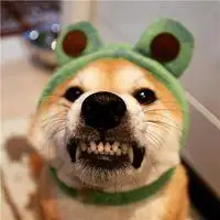 柴犬头像高清逗比头像 柴犬逗比情侣头像_微信头像图片大全