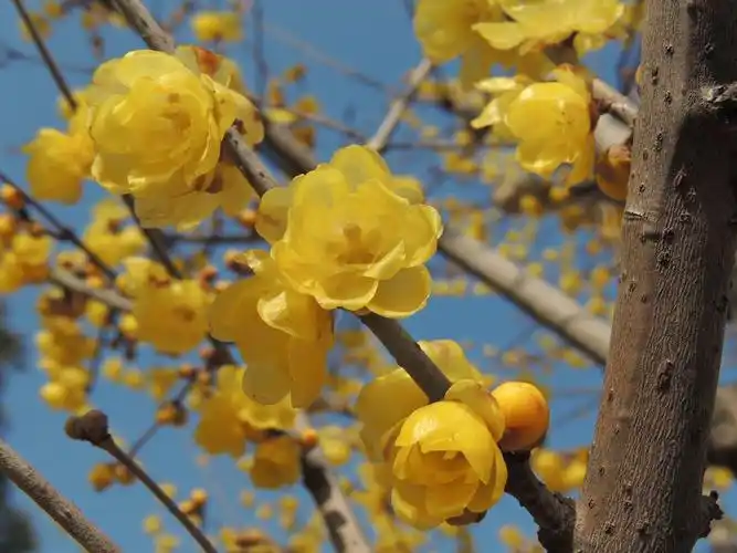 又到蜡梅开花季.蜡梅还是腊梅,它是梅花吗 lidu