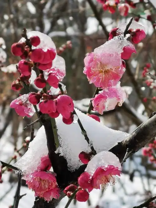 雪中梅花