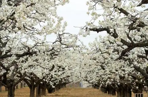 梨花飘香雪!新区梨花盛开,若想观赏需抓紧