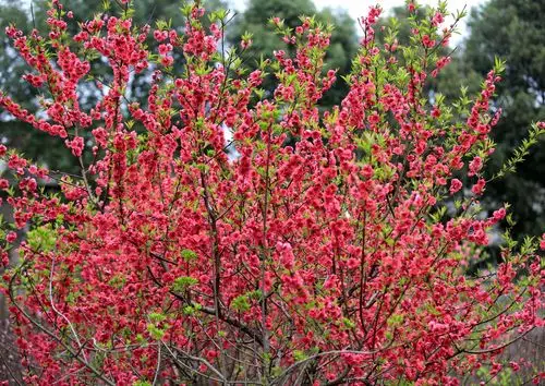 其它 桃花盛开春满园 写美篇  春天来了,公园里百花齐放.