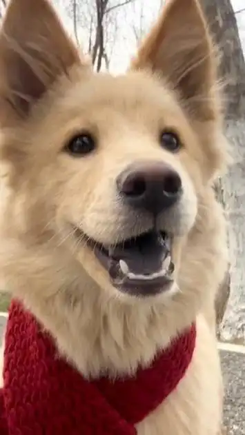 爱笑的小狗狗最好看吖