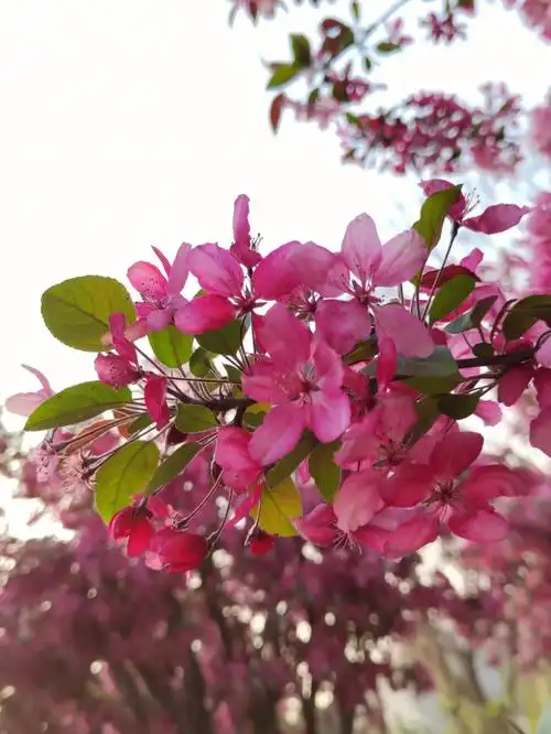 北美海棠花盛开了