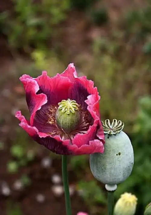 这朵罂粟没有毒