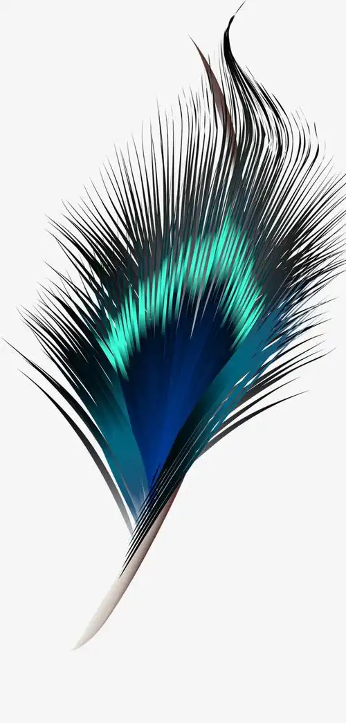 卡通手绘精美的羽毛