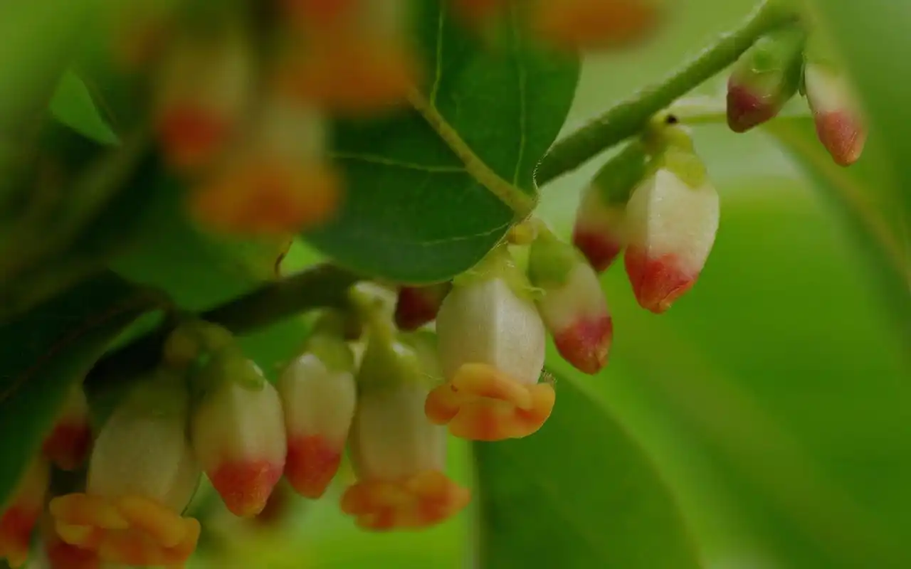 可爱小清新植物高清桌面壁纸