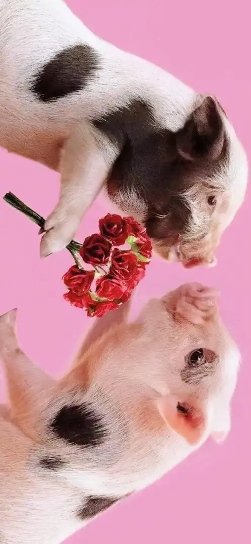 高清动物手机壁纸