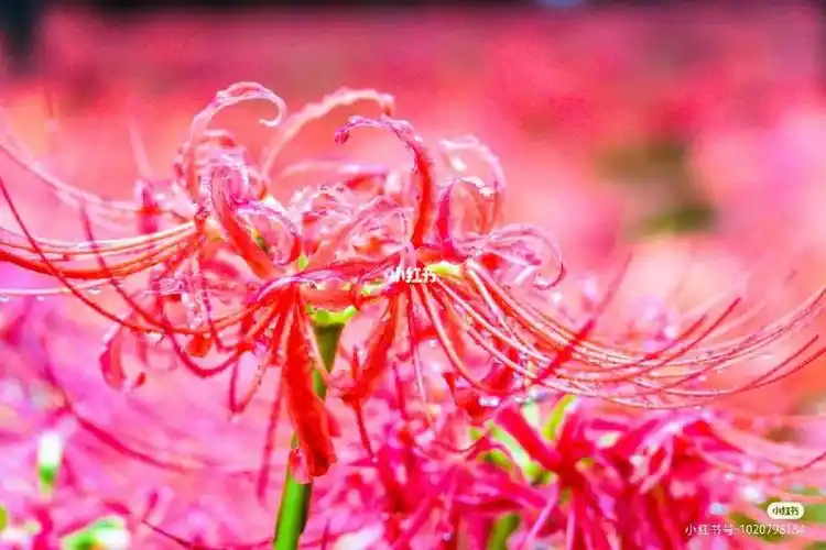 彼岸花的花语是什么意思呢?