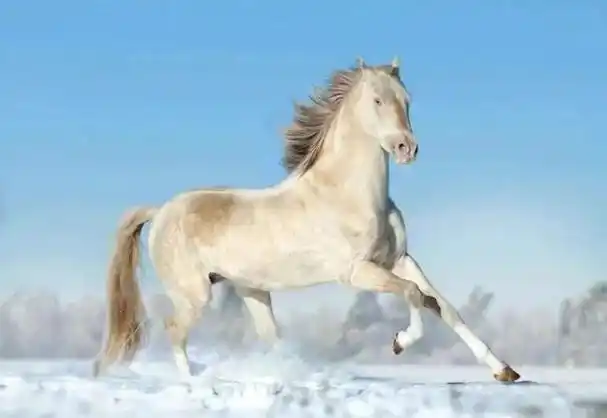 怎么区分马的品种严谨的还是中国古人给马取名一般人读不懂