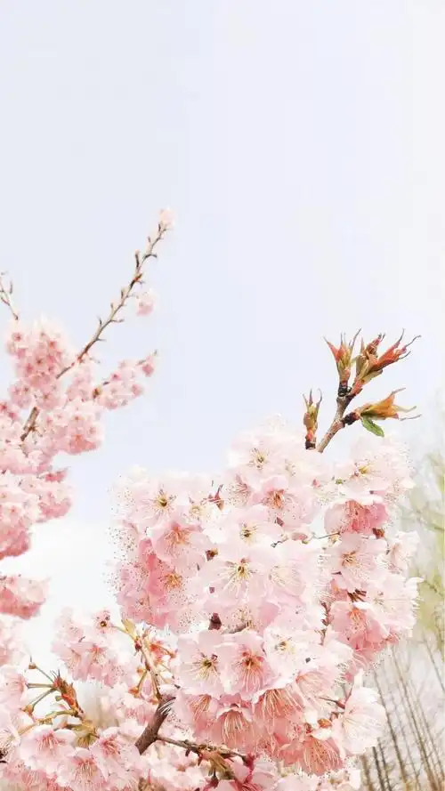 浪漫又梦幻樱花世界