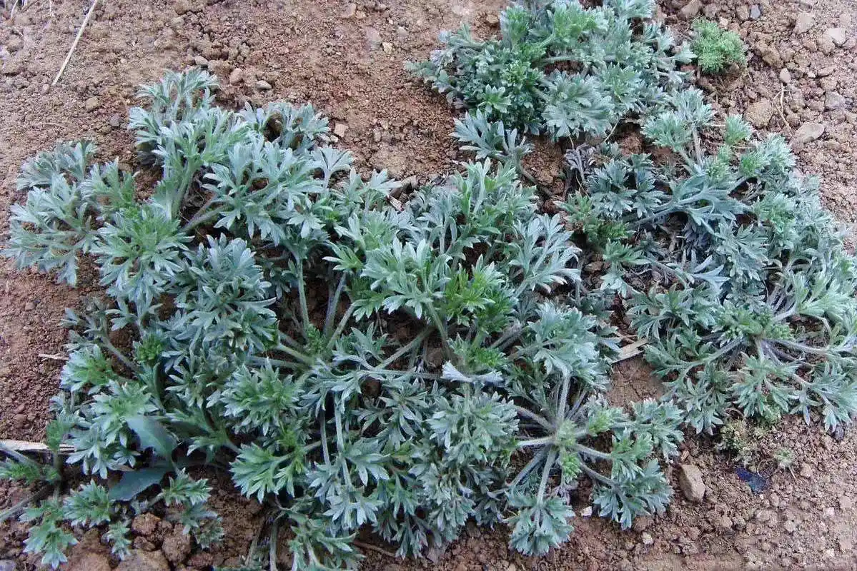 茵陈的功效与作用 二月茵陈治什么病-大连之家