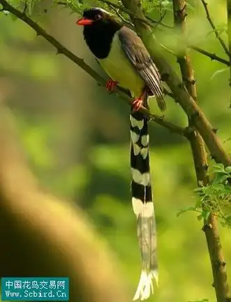 雀形目鸟类图谱大全388张图