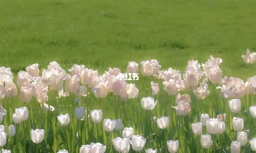 电脑ipad温柔系壁纸