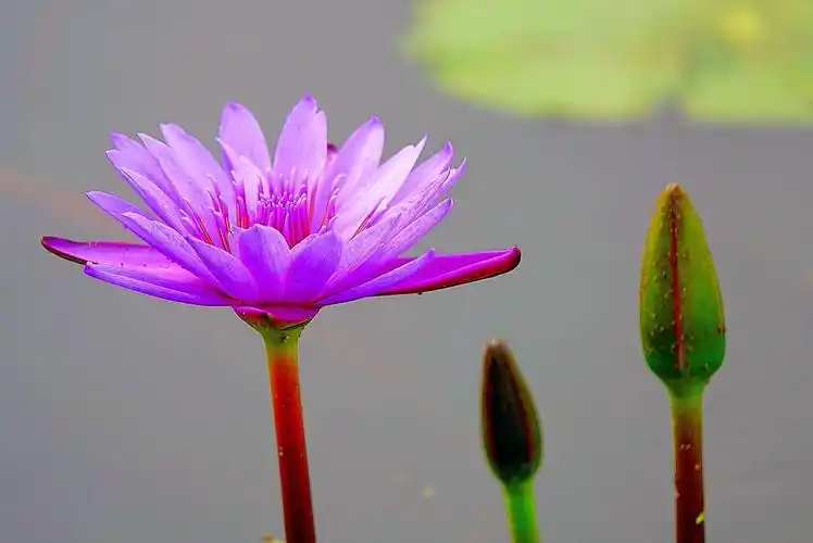 您知道"九品香水莲花"吗?