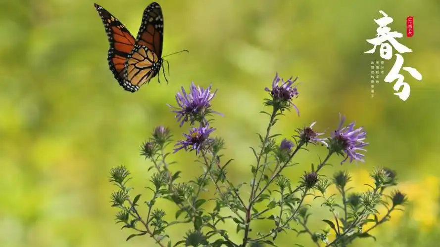 2021春分时节清新配图,高清图片,节日壁纸-回车桌面