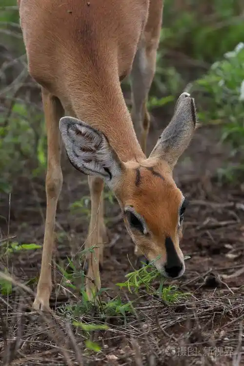 在克鲁格国家公园寻找食物的小羚羊