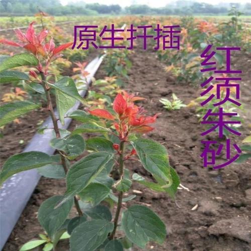 原生稀有品种 红须朱砂 扣瓣 长蕊朱砂 红千鸟梅花盆景盆栽树苗