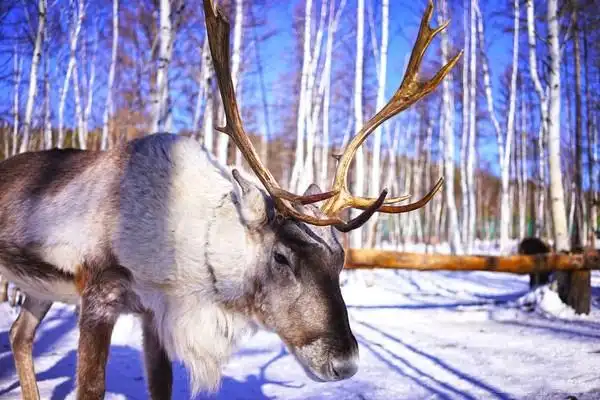 漠河旅游攻略,漠河旅游景点~鄂温克驯鹿园,遇见可爱的鹿宝宝!