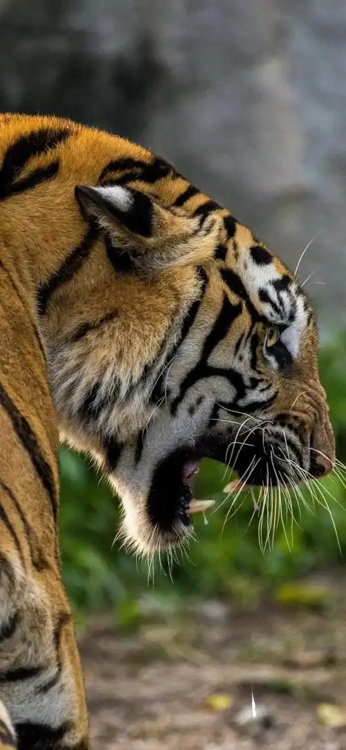 壁纸分享,老虎,一种令人望而生畏的生物,充满野性的力量