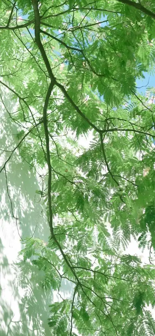 690_1493竖版 竖屏