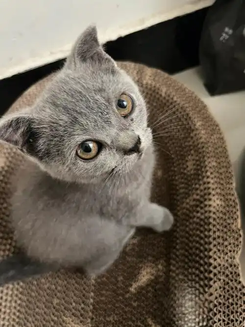 英短蓝猫