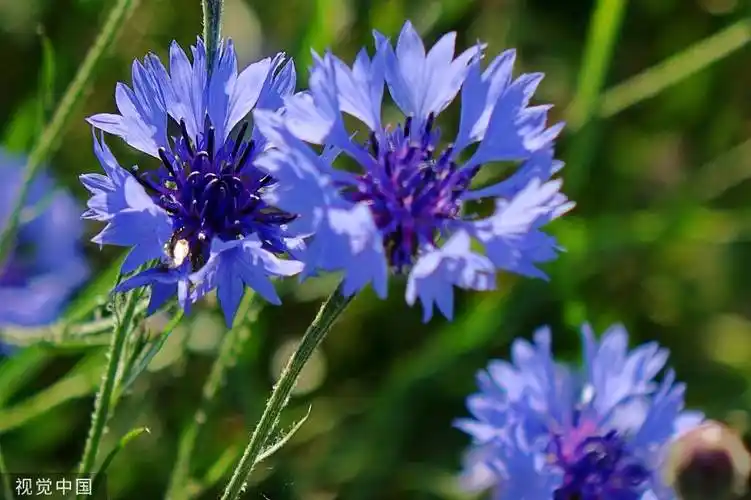 蓝紫色调花系"颜值"在线 唐岛湾国家湿地公园鲜花扮靓夏天